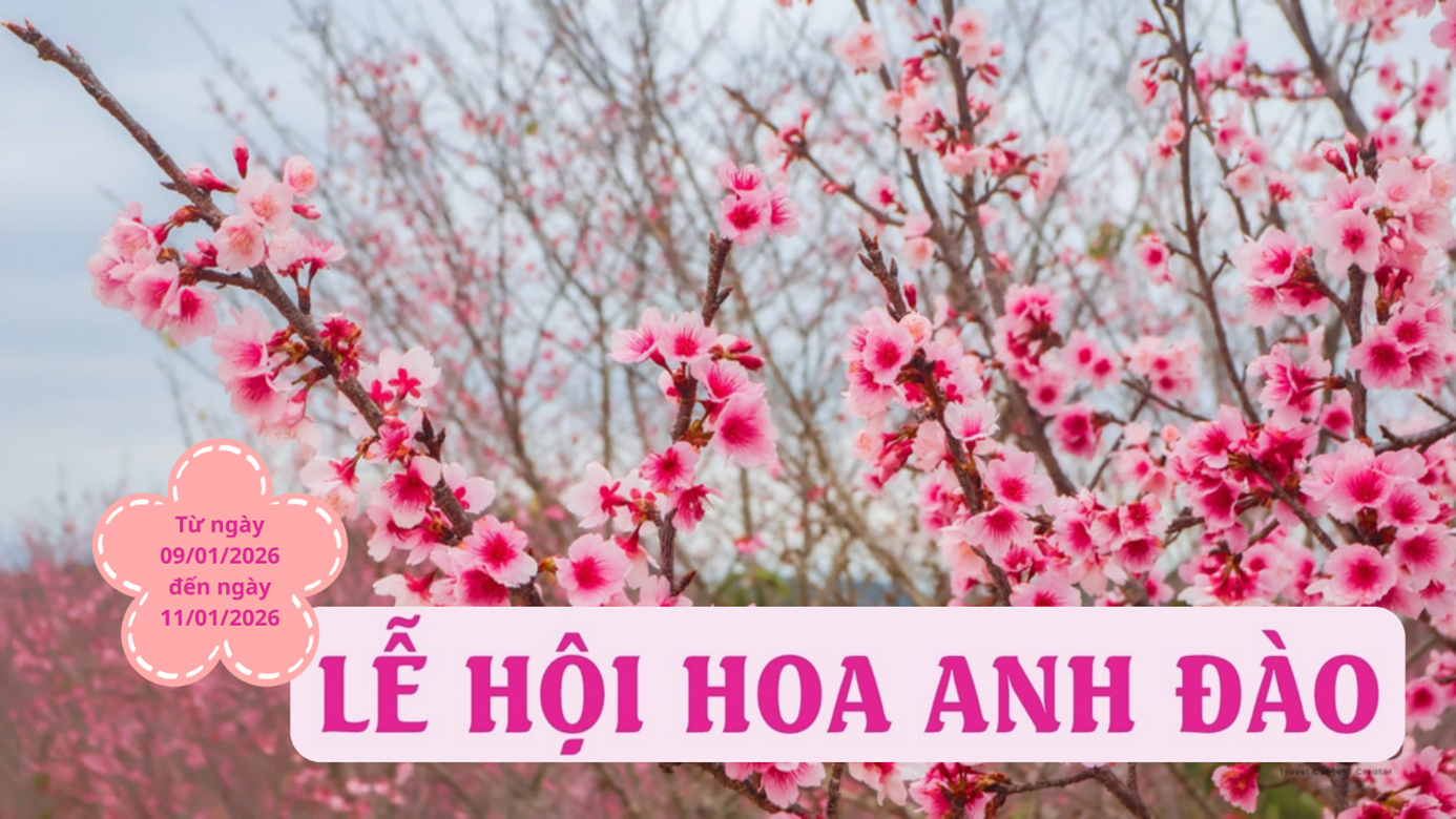 Lễ hội hoa Anh Đào - xã Mường Phăng năm 2026