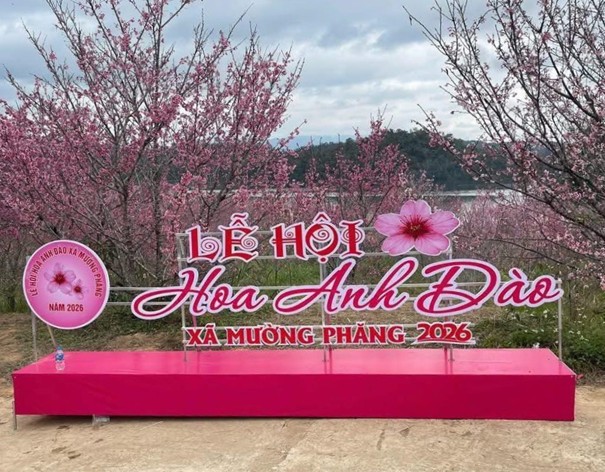 hoa-anh-dao2-png.jpg